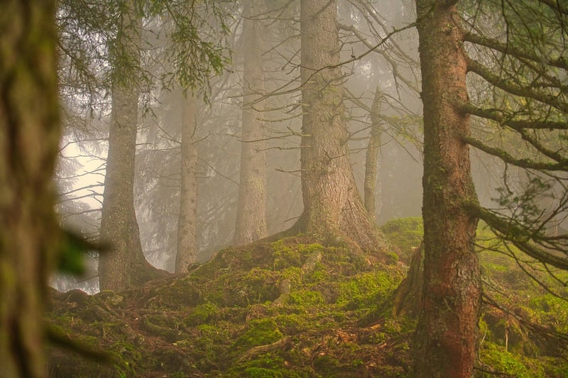 Forest Exploration