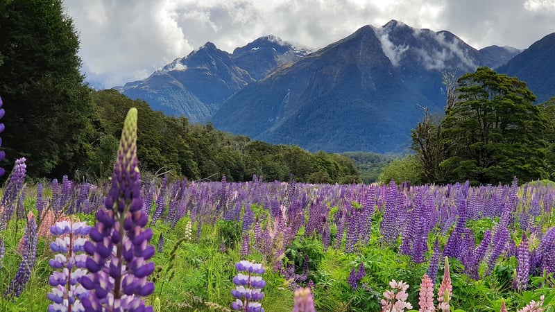 Fiordland National Park