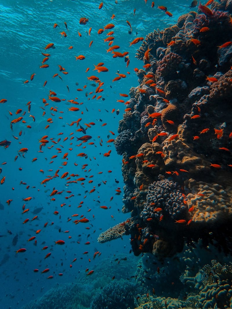Ocean Diving